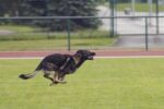 How Long Can a German Shepherd Run at Full Speed